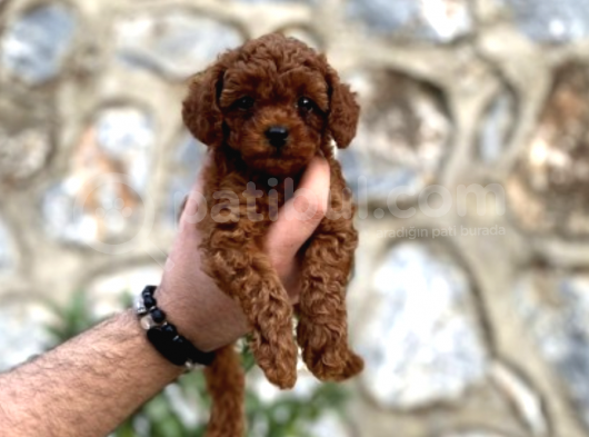 Show Kalite Erkek Dişi Toy Poodle görsel