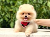 Teacup Krem Pomerani̇an
