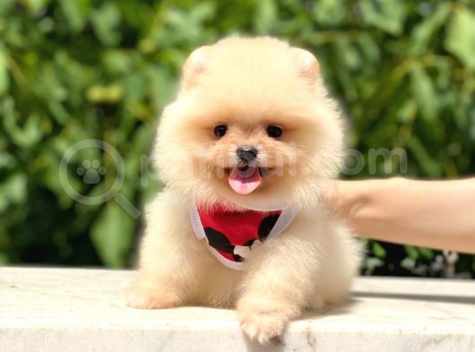 Teacup Krem Pomerani̇an