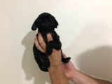 Safkan Pug Mops Bebekler