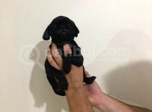 Safkan Pug Mops Bebekler görsel
