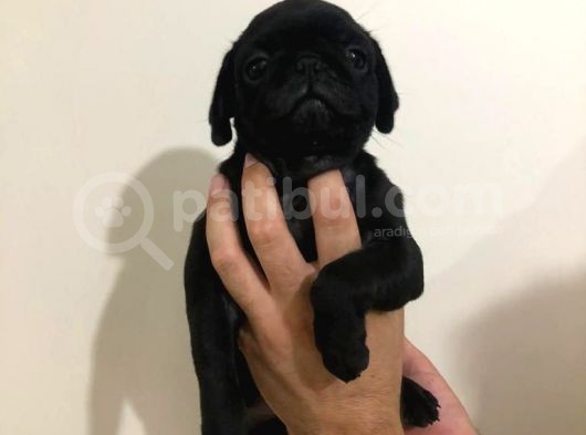 Safkan Pug Mops Bebekler görsel