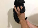 Safkan Pug Mops Bebekler