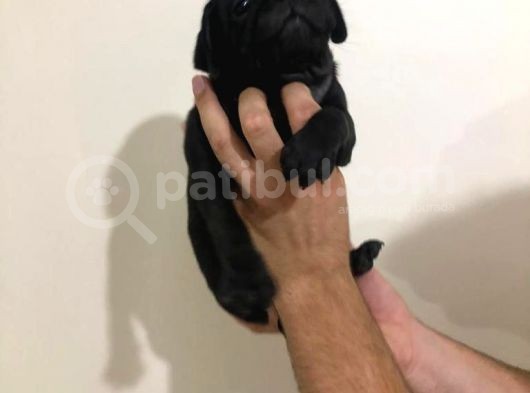 Safkan Pug Mops Bebekler görsel