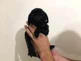 Safkan Pug Mops Bebekler
