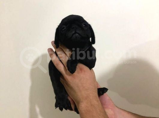 Safkan Pug Mops Bebekler görsel