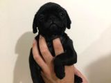 Safkan Pug Mops Bebekler