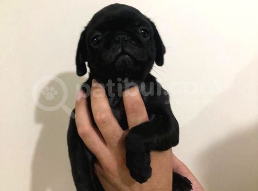 Safkan Pug Mops Bebekler