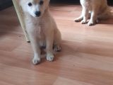 Tatlış Spitz Bebekler