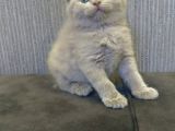 Safkan Irk Britihs Shorthair&Scottish Fold Bebekler