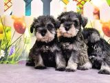 Salt And Pepper Mi̇nyatür Schnauzer Yavrular