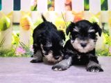 Black Si̇lver Mi̇nyatür Schnauzer Yavrular