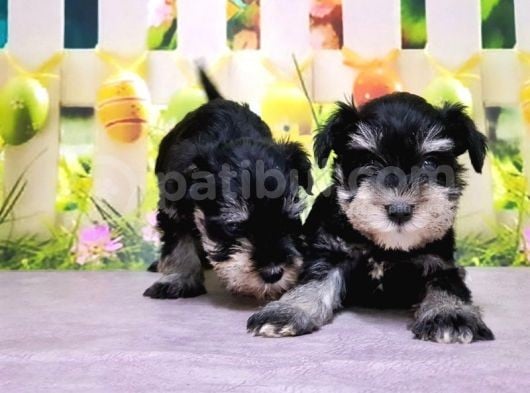 Black Si̇lver Mi̇nyatür Schnauzer Yavrular görsel