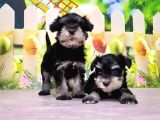 Black Si̇lver Mi̇nyatür Schnauzer Yavrular