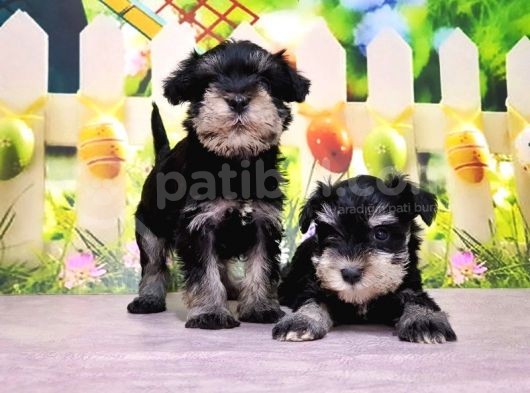 Black Si̇lver Mi̇nyatür Schnauzer Yavrular görsel