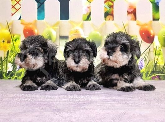 Salt And Pepper Mi̇nyatür Schnauzer Yavrular görsel