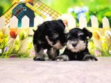 Black Si̇lver Mi̇nyatür Schnauzer Yavrular