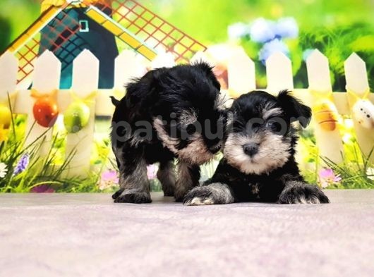Black Si̇lver Mi̇nyatür Schnauzer Yavrular görsel