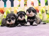 Salt and Pepper Mi̇nyatür Schnauzer Yavrular
