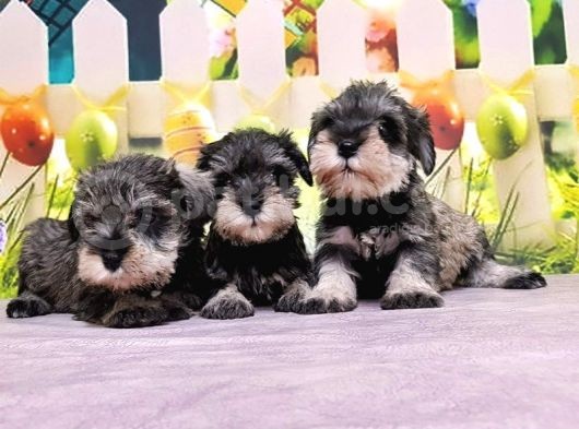 Salt And Pepper Mi̇nyatür Schnauzer Yavrular