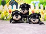 Black Si̇lver Mi̇nyatür Schnauzer Yavrular