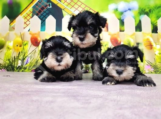 Black Si̇lver Mi̇nyatür Schnauzer Yavrular görsel