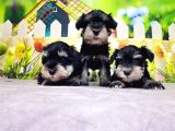 Black Si̇lver Mi̇nyatür Schnauzer Yavrular