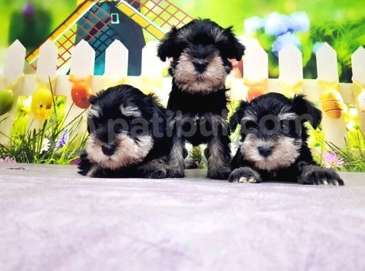 Black Si̇lver Mi̇nyatür Schnauzer Yavrular görsel