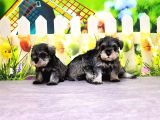 Salt And Pepper Mi̇nyatür Schnauzer Yavrular
