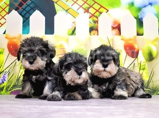 Salt And Pepper Mi̇nyatür Schnauzer Yavrular görsel