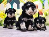 Black Si̇lver Mi̇nyatür Schnauzer Yavrular