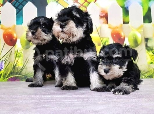 Black Si̇lver Mi̇nyatür Schnauzer Yavrular görsel