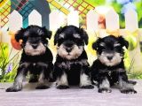 Black Si̇lver Mi̇nyatür Schnauzer Yavrular