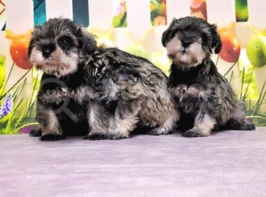 Salt And Pepper Mi̇nyatür Schnauzer Yavrular görsel