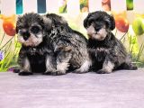 Salt And Pepper Mi̇nyatür Schnauzer Yavrular