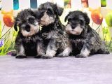 Salt And Pepper Mi̇nyatür Schnauzer Yavrular