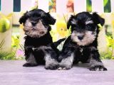 Black Si̇lver Mi̇nyatür Schnauzer Yavrular