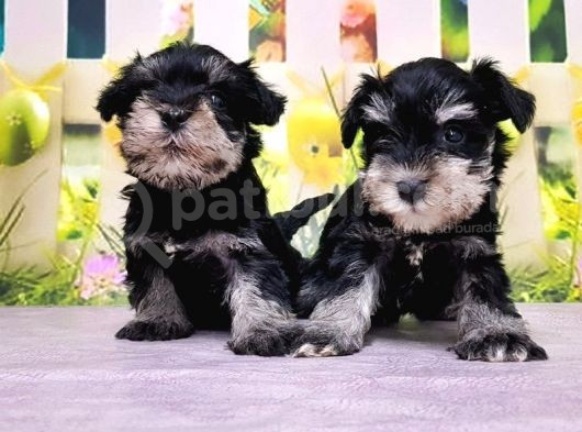 Black Si̇lver Mi̇nyatür Schnauzer Yavrular görsel