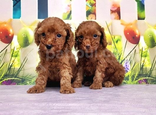 Mükemmel Kali̇tede Toy Poodle Yavru