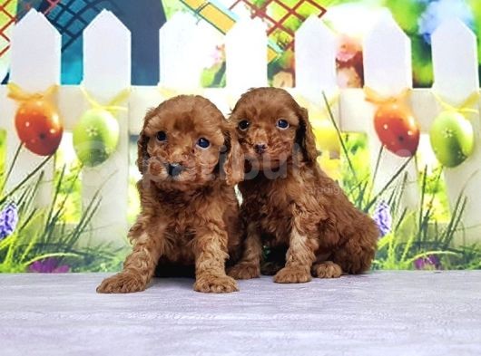 Mükemmel Kali̇tede Toy Poodle Yavru görsel