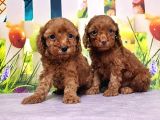 Mükemmel Kali̇tede Toy Poodle Yavru