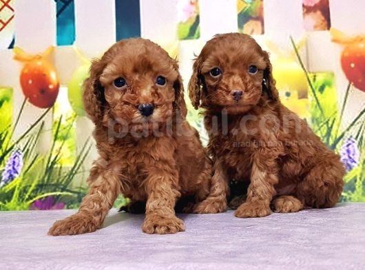 Mükemmel Kali̇tede Toy Poodle Yavru görsel