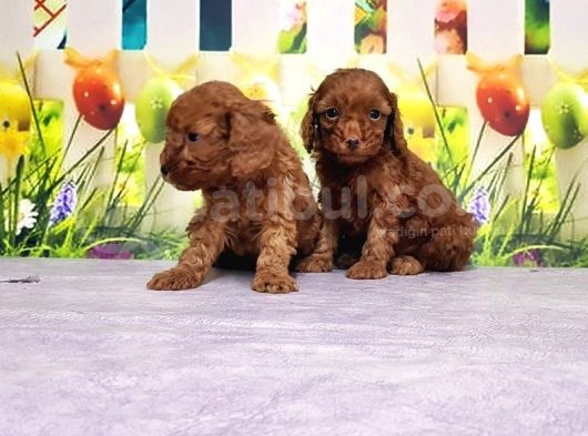 Mükemmel Kali̇tede Toy Poodle Yavru görsel