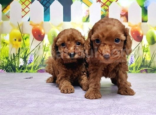 Mükemmel Kali̇tede Toy Poodle Yavru görsel