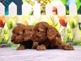 Mükemmel Kali̇tede Toy Poodle Yavru