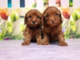 Mükemmel Kali̇tede Toy Poodle Yavru