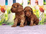 Mükemmel Kali̇tede Toy Poodle Yavru