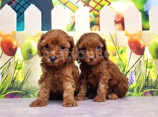 Mükemmel Kali̇tede Toy Poodle Yavru görsel
