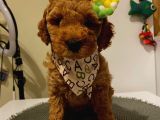 Muhteşem Toypoodle Bebeklerr