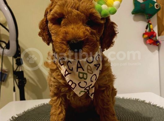 Muhteşem Toypoodle Bebeklerr görsel